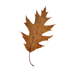 Fototapeta premium Red oak leaf. Withered. Cut out. The upper part of the leaf. PNG