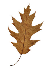 Red oak leaf. Withered. Cut out. The lower part of the leaf. PNG