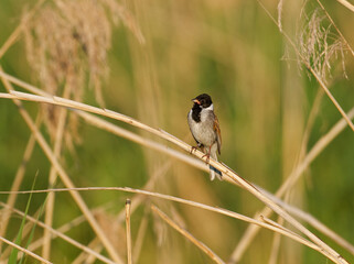 Obraz premium Rohrammer, Emberiza schoeniclus