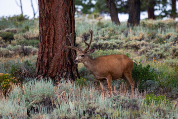 Mule Deer with antlers standing in the sagebrush in The Rocky Mountain National Park