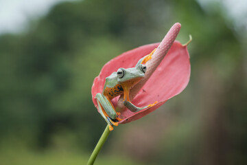 frog on a branch