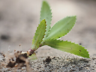 Weed plants and flowers on the ground