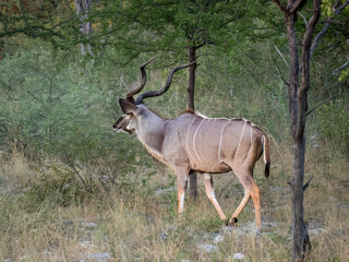 Großer Kudu