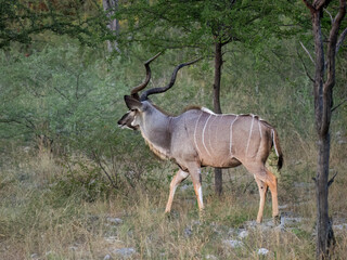 Obraz premium Großer Kudu