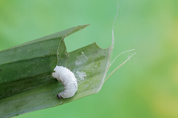 A banana skipper caterpillar is eating a banana leaf. This insect has the scientific name Erionota...