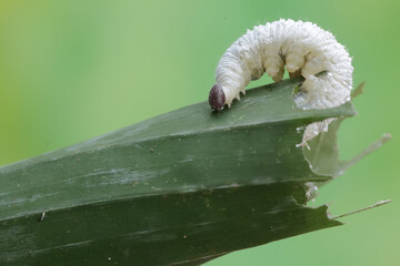 A banana skipper caterpillar is eating a banana leaf. This insect has the scientific name Erionota...