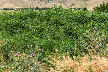 Windy weather. Background of reeds in the wind.