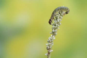 A small green caterpillar is eating a wild flower. This insect likes to eat leaves, flowers and young fruit.