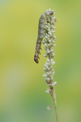 A small green caterpillar is eating a wild flower. This insect likes to eat leaves, flowers and young fruit.