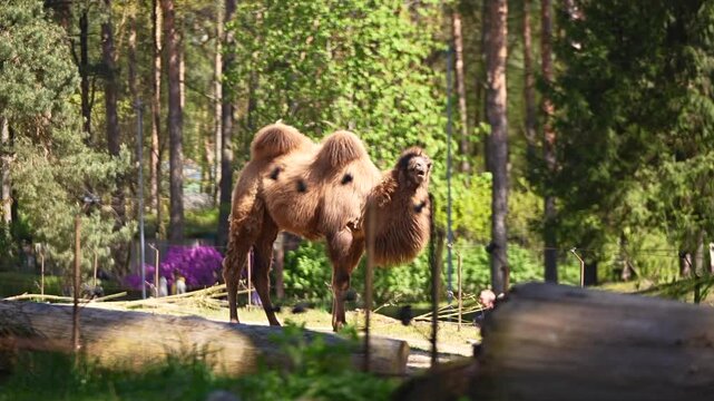 Bactrian camels are eating on a sunny day in the zoo 