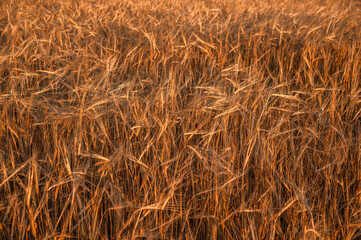 Texture, background of a ripe wheat field. Selective focus.