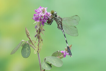 A green marsh hawk is preying on a small caterpillar. This insect has the scientific name Orthetrum sabina.