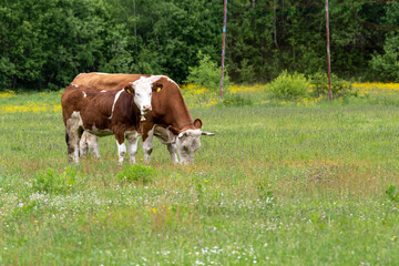 Obraz premium A cow and calf lies on the green grass. Simmental cow and calf in the highlands. Simmental domestic cow (Bos taurus).