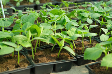 Young cucumber seedlings growing in plastic pots, containers. Gardening concept. Seedling ready to be planted in ground from garden tray. Young sprouts. Growing from seeds. Healthy food production.