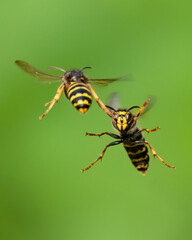 Mittlere Wespe oder Kleine Hornisse (Dolichovespula media) 