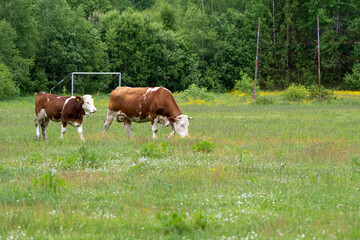 Obraz premium A cow and calf lies on the green grass. Simmental cow and calf in the highlands. Simmental domestic cow (Bos taurus).