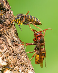 Hornisse (Vespa crabro) und Mittlere Wespe oder Kleine Hornisse (Dolichovespula media) 