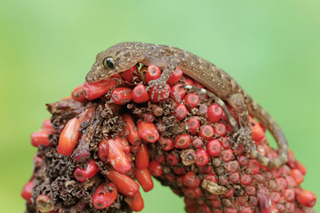 A flat tailed house gecko is resting on an anthurium fruit bunch. This reptile has the scientific name Hemidactylus platyurus.