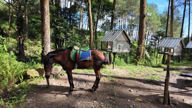 4k video footage of fancy brown skinned pony horse in a tourist attraction. Concept for veterinary, animal exploitation.