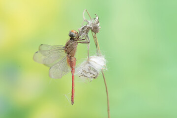 A coral-tailed cloudwing dragonfly is resting on a grass flower. This insect has the scientific name Tholymis tillarga.