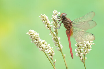 A coral-tailed cloudwing dragonfly is resting on a grass flower. This insect has the scientific name Tholymis tillarga.