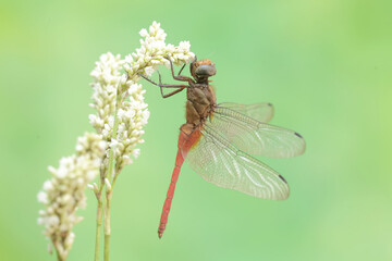 A coral-tailed cloudwing dragonfly is resting on a grass flower. This insect has the scientific name Tholymis tillarga.
