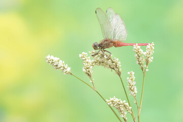 A coral-tailed cloudwing dragonfly is resting on a grass flower. This insect has the scientific name Tholymis tillarga.