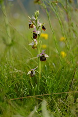 Hummel-Ragwurz, Hummelragwurz, Ophrys holoserica, Ophrys, fuciflora