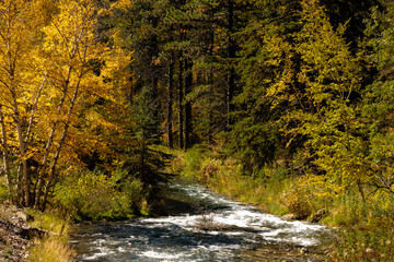 Spearfish Creek runs swiftly past the changing colors along the shoreline in late September, of Spearfish Canyon, Black Hills, South Dakota