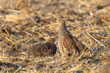 Rebhuhn (Perdix perdix)