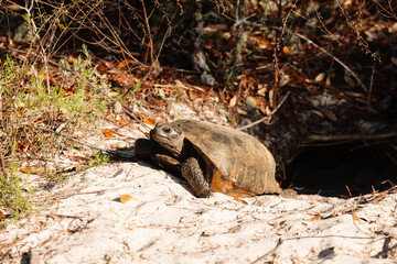 Gopher tortoise exiting its burrow at Gulf State Park, Gulf Shores, Alabama, April 2017