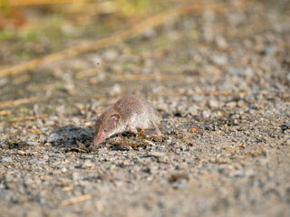 Feldspitzmaus (Crocidura leucodon)