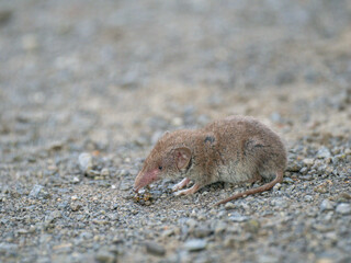 Feldspitzmaus (Crocidura leucodon)