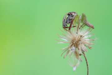 A green jumping spider is hunting for prey in the bushes. This insect has the scientific name Artabrus erythrocephalus.
