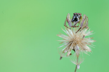A green jumping spider is hunting for prey in the bushes. This insect has the scientific name Artabrus erythrocephalus.
