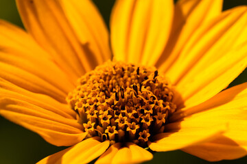 Cup Plant flower growing within Pike Lake Unit, Kettle Moraine State Forest, Hartford, Wisconsin in late July
