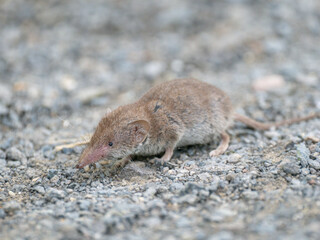 Feldspitzmaus (Crocidura leucodon)