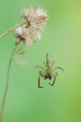A green jumping spider is hunting for prey in the bushes. This insect has the scientific name Artabrus erythrocephalus.
