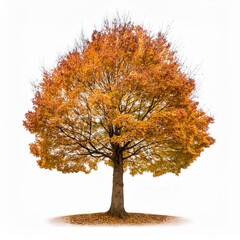Herbst Baum der Blätter verliert ohne Hintergund