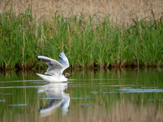 Lachm&ouml;we&nbsp;(Chroicocephalus ridibundus)