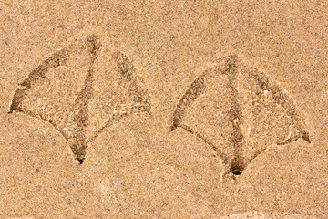 Canada goose prints along the beach at Harrington Beach State Park, near Belgium, Wisconsin