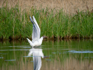Lachmöwe (Chroicocephalus ridibundus)