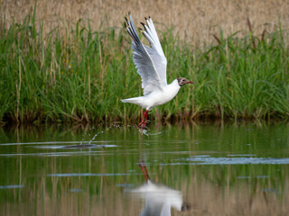 Lachmöwe (Chroicocephalus ridibundus)