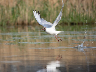 Lachmöwe (Chroicocephalus ridibundus)