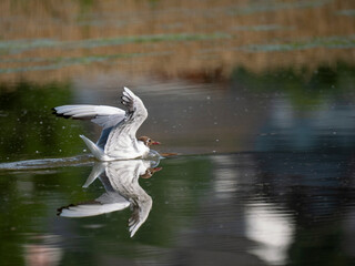 Lachmöwe (Chroicocephalus ridibundus)