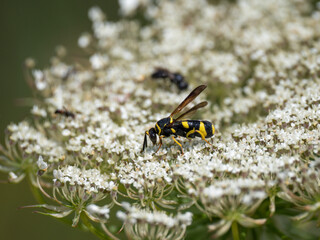 Falten-Erzwespe (Leucospis dorsigera)