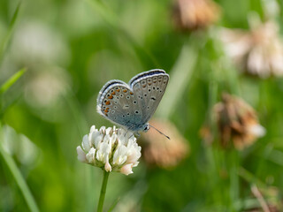 Hauhechel-Bläuling (Polyommatus icarus)