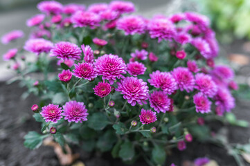 Obraz premium Photos of beautiful purple chrysanthemums, lots of flowers