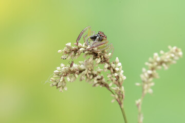 A green jumping spider is hunting for prey in the bushes. This insect has the scientific name Artabrus erythrocephalus.
