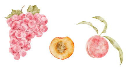 Watercolor illustration of grapes, peaches, pastel colors, botanical style